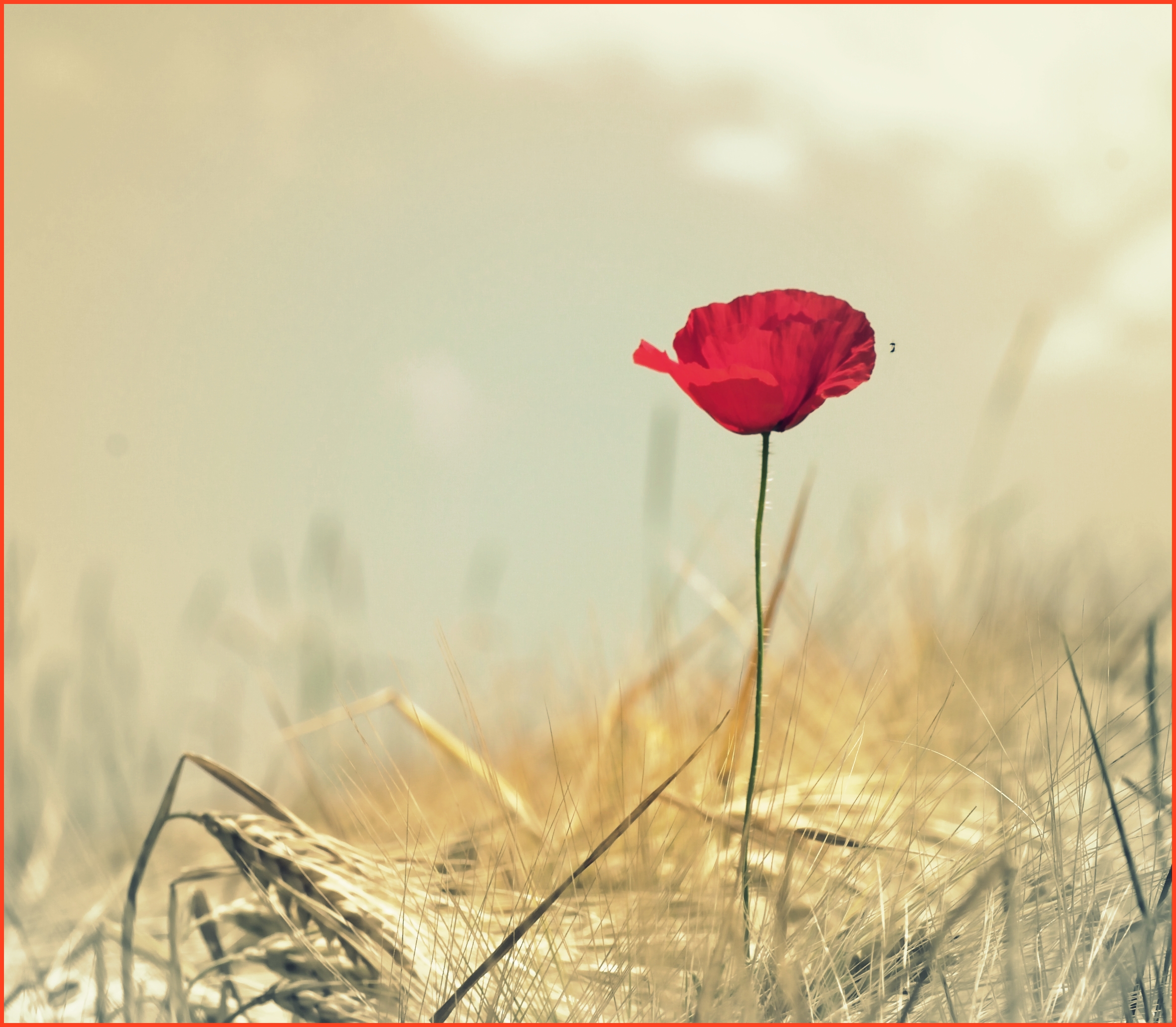 coquelicot-